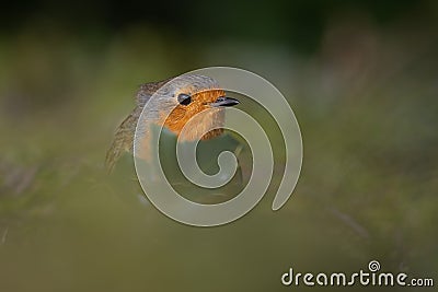 a bird with red feathers standing on the grass looking around Stock Photo