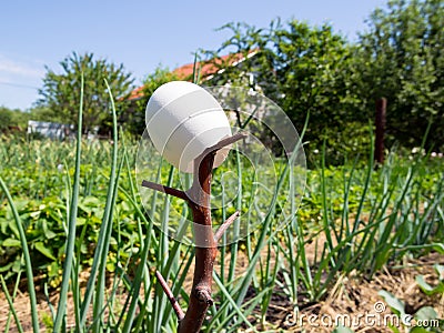 Bird repeller made from empty eggshell in the garden bed Stock Photo