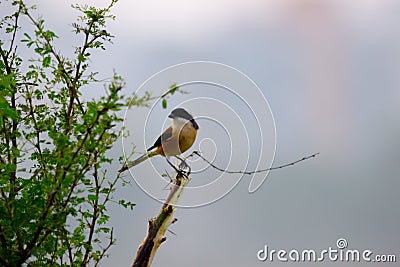 A bird resting on the thin branch of a plant on the tree Stock Photo