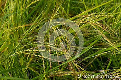 Bird rice, a weed in rice fields in Southeast Asia Stock Photo