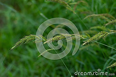 Bird rice, a weed in rice fields in Southeast Asia Stock Photo