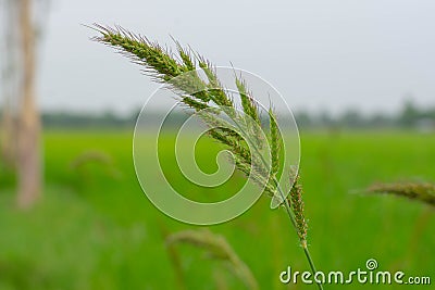 Bird rice, a weed in rice fields in Southeast Asia Stock Photo