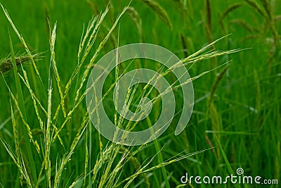 Bird rice, a weed in rice fields in Southeast Asia Stock Photo