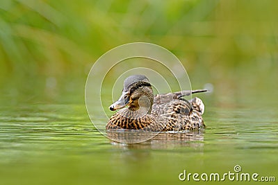Bird in the river. Animal in the river habitat. Green water vegetation. Close-up portrait of Mallard, lake surface. Female of Wate Stock Photo