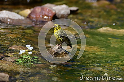 Bird, River, water, Nature, water Stock Photo