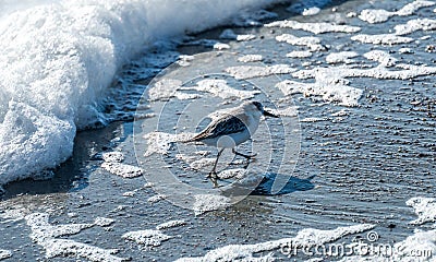 Bird Running from incoming wave Stock Photo