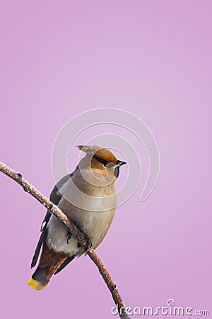 The bird is rustling on a branch Stock Photo