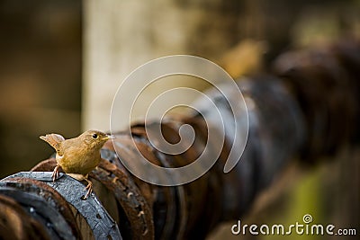 Bird on Rusty Horseshoes Stock Photo