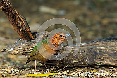 Bird,Rusty-naped Pitta Stock Photo