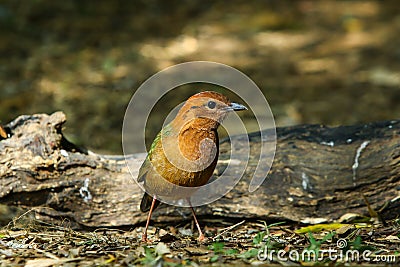 Bird,Rusty-naped Pitta Stock Photo