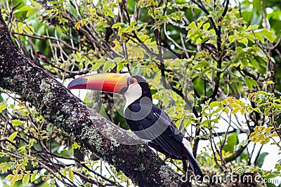 The bird`s colors Stock Photo