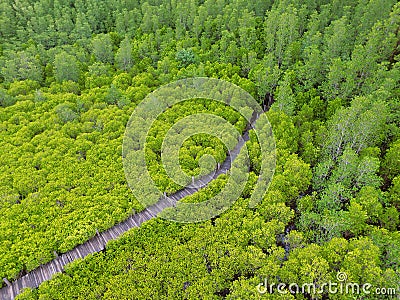 Bird`s Eye View by Drone of Vibrant Green Indian Mangrove Forest with a Long Wooden boardwalk in Rayong province of Thailand Stock Photo