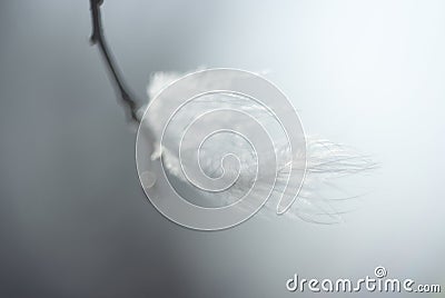 A feather in the wind. Stock Photo