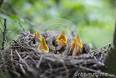 Bird's nest with chicks in a tree. Stock Photo