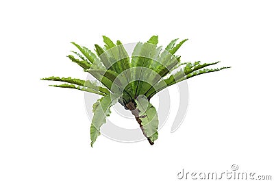 Bird`s nest fern Asplenium nidus Stock Photo