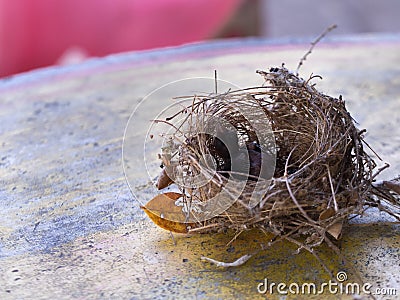 Bird`s Nest and Little Bird Stock Photo