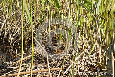 Bird's nest in natural habitat. Stock Photo