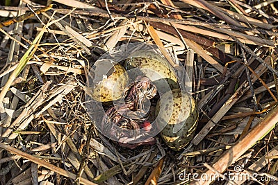 Bird's nest in natural habitat. Stock Photo