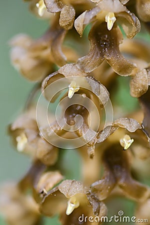 Bird`s-nest Orchid - Neottia nidus-avis Stock Photo