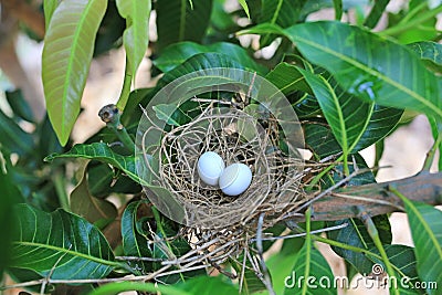 A bird`s nest with two eggs on a mango tree in the nature Stock Photo