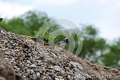 Bird on the sand and stones Stock Photo