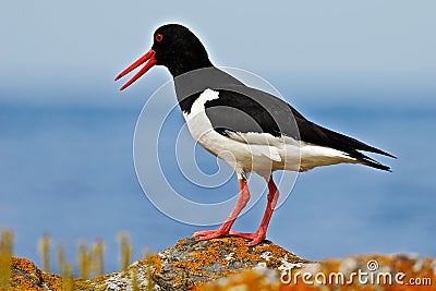 Bird in the sea coast. Oystercatcher, Heamatopus ostralegus, water bird in the wave, with open red bill,Norway. Bird sitting on th Stock Photo