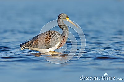 Bird in the sea. Morning light water with bird. Hunting bird. Water bird sitting in the water. Beach in Florida, USA. Water bird T Stock Photo