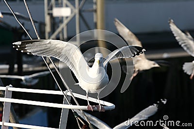 Bird seagull Stock Photo