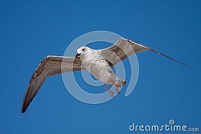 Bird seagull flying Stock Photo