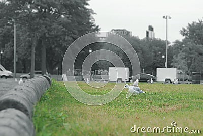 Bird, seagull, foraging on grass Stock Photo