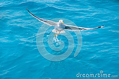 Bird seagull on sea water in ocean Stock Photo