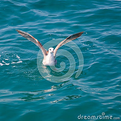 Bird seagull on sea water in ocean Stock Photo