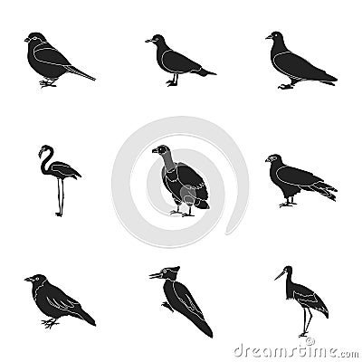 Bird set icons in black style. Big collection of bird vector symbol stock illustration Vector Illustration