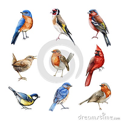 Bird set watercolor illustration. Finch, red cardinal, eastern bluebird, goldfinch, robin, wren image. Realistic garden Cartoon Illustration