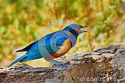 Bird Shelley`s starling Stock Photo