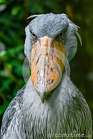 Bird Shoebill Stock Photo