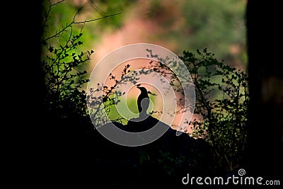 Bird silhouette Stock Photo