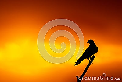 Bird silhouette sunset. falcon bird sitting on branch during golden hour light with scenic beauty of nature and sky is full of Stock Photo