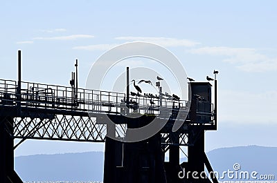 Bird silhouettes on the railing Stock Photo