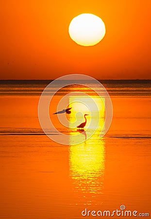 Bird silhouettes on the sea shelf in the light of the setting sun. Evening at Sea Stock Photo