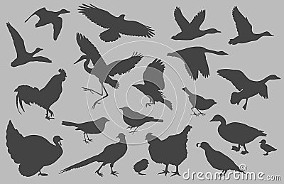 Bird Silhouettes vector Stock Photo