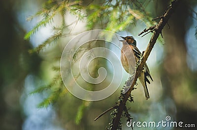 A bird is singing on a branch Stock Photo