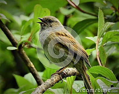 Bird singing in the forest Stock Photo