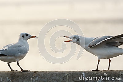 Bird singing to repel another one Stock Photo