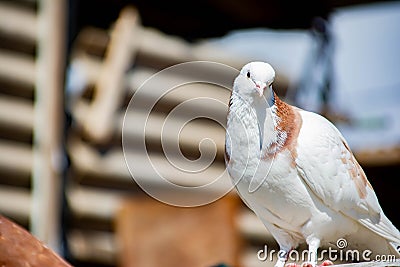 The bird sits on the roof of the nest. Several pigeons on the roof. Beautiful birds Stock Photo