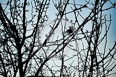 A bird sits on a tree, silhouette Stock Photo