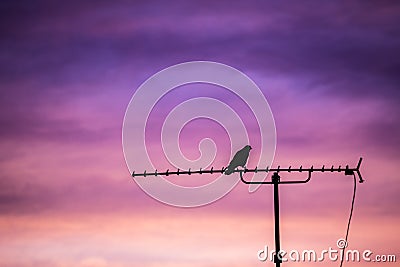 Bird sitting on antenna Stock Photo