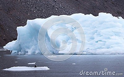 A bird sitting on a bergy bit with a medium size iceberg in background Stock Photo