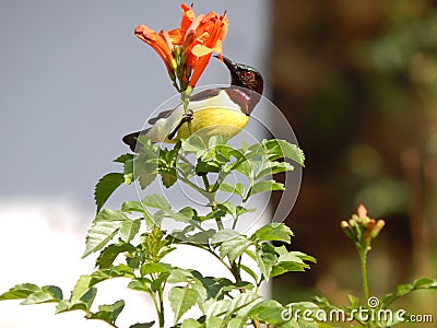 A bird sitting on flower Stock Photo