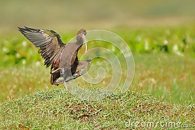 Glossy ibis bird, natural nature Stock Photo